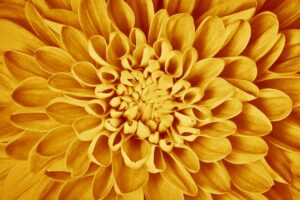 Dahlia flower petals pattern close-up. Floral background